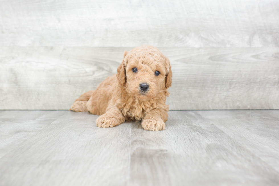 Mini Goldendoodle Puppy for Adoption