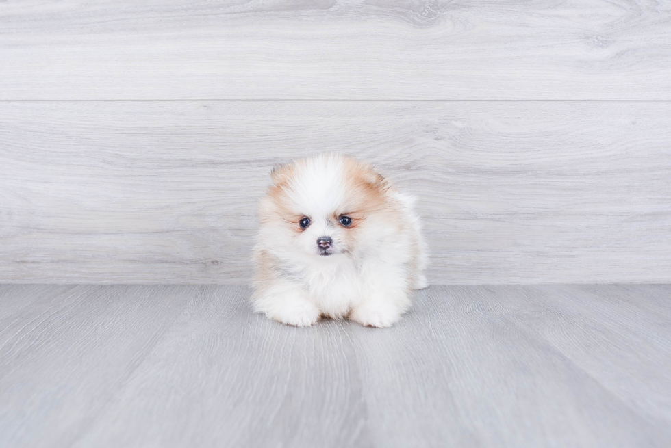 Pomeranian Pup Being Cute