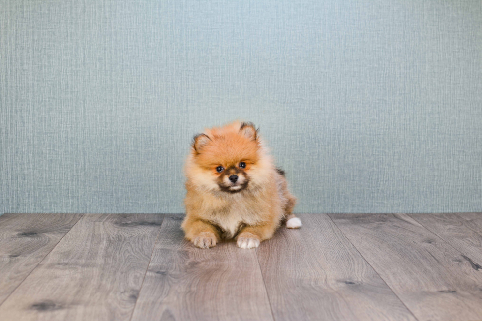 Popular Pomeranian Baby