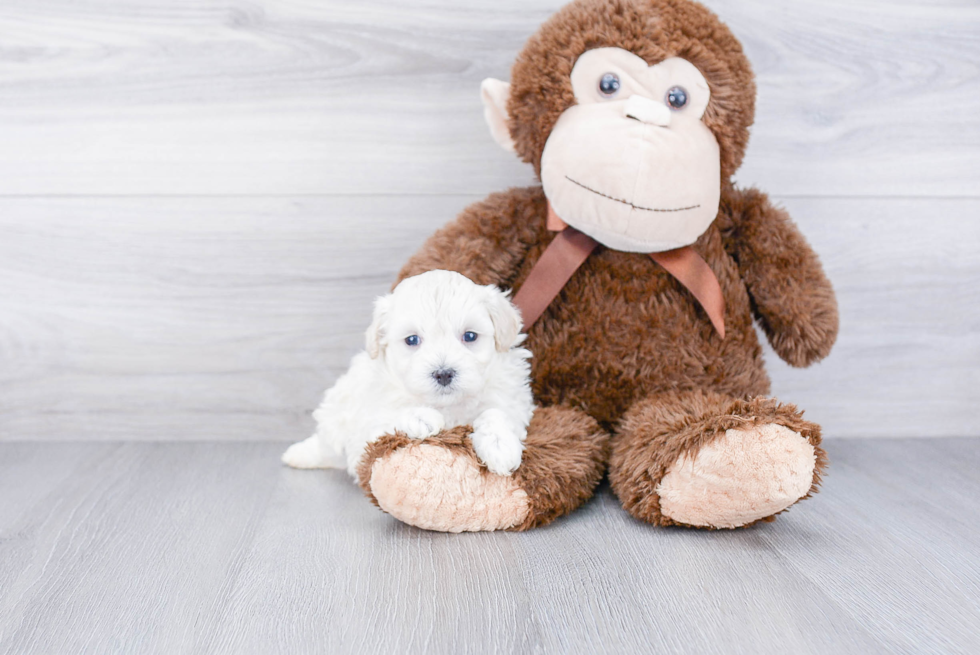 Popular Maltipoo Poodle Mix Pup