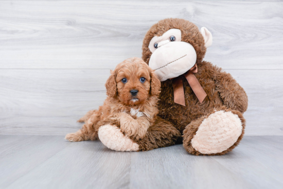 Fluffy Cavapoo Poodle Mix Pup