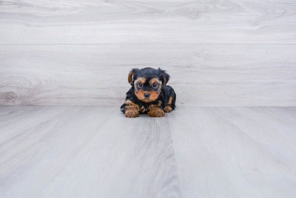 Meet Avery - our Yorkshire Terrier Puppy Photo 