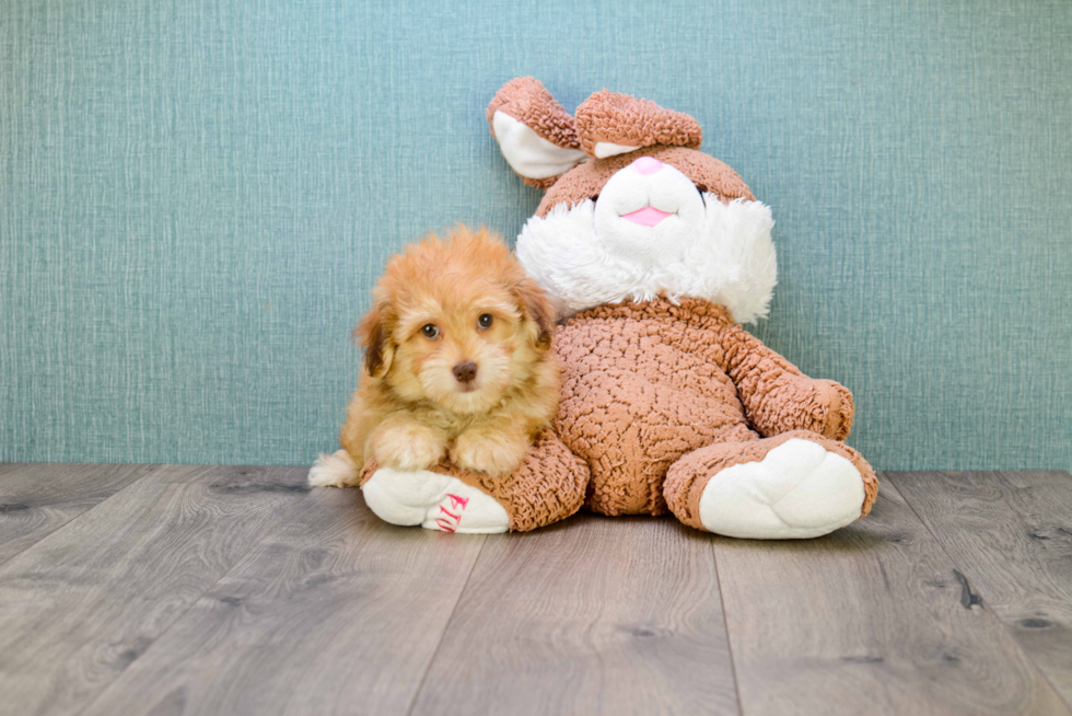 Small Havanese Purebred Pup