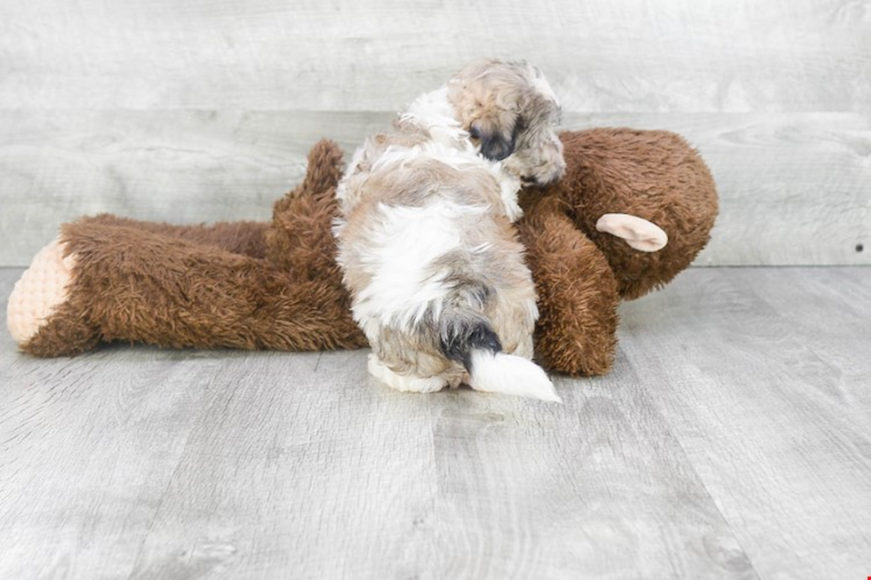 Popular Teddy Bear Designer Pup