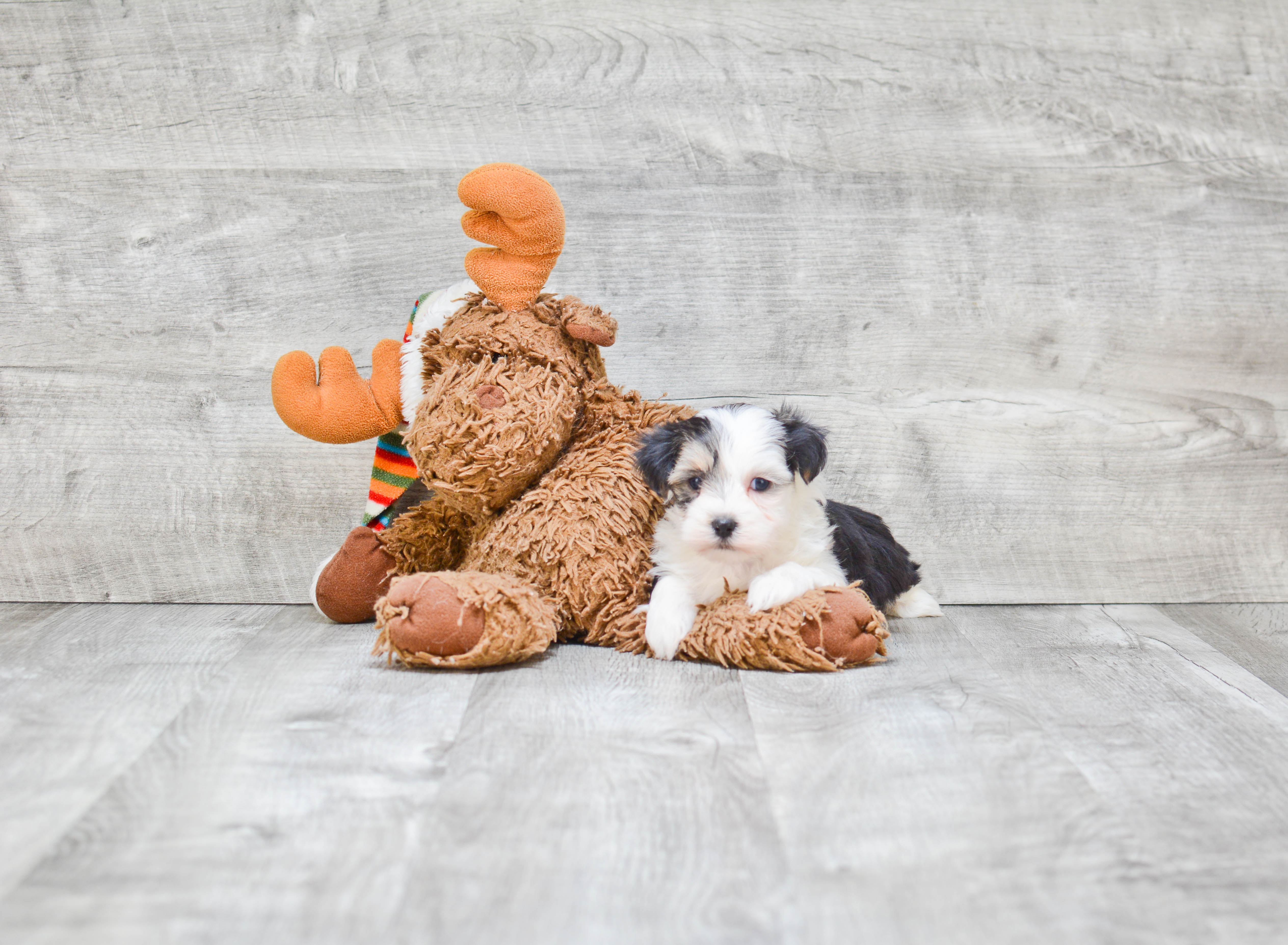 Cute Teddy Bear Baby