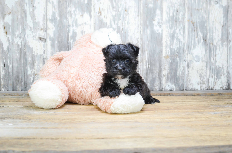 Morkie Pup Being Cute