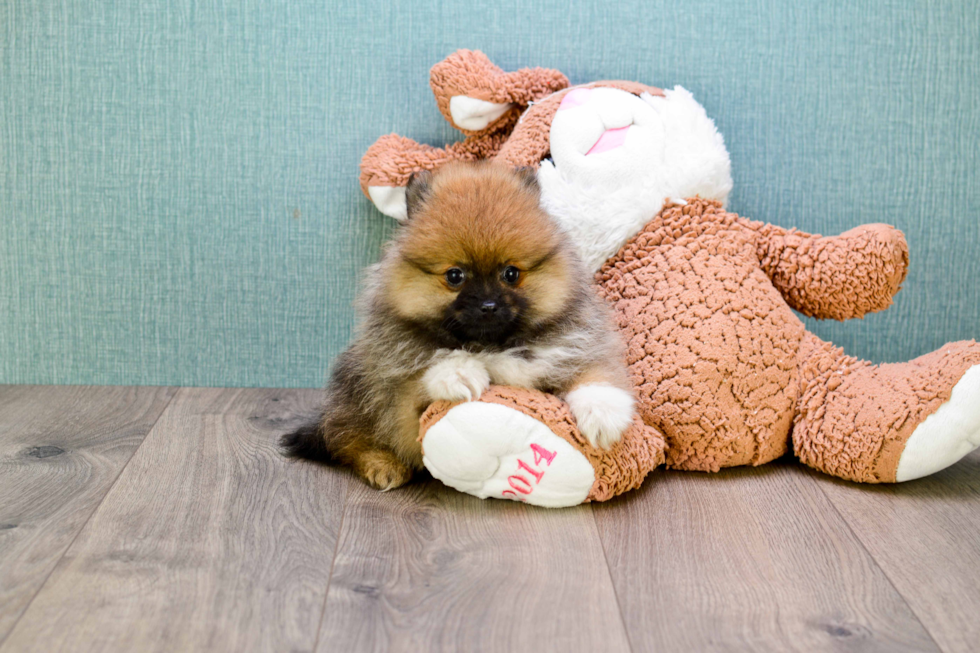 Fluffy Pomeranian Purebred Puppy