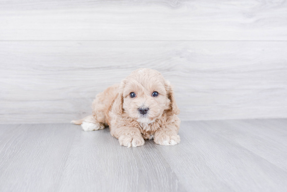 Little Cavoodle Poodle Mix Puppy