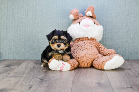 Small Morkie Baby