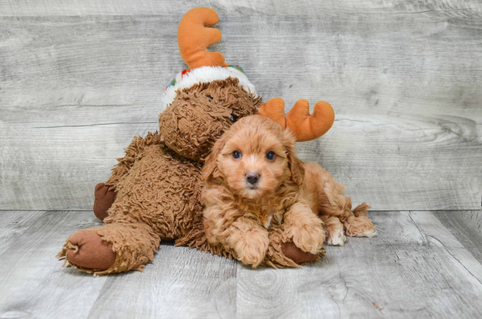 Cavapoo Puppy for Adoption