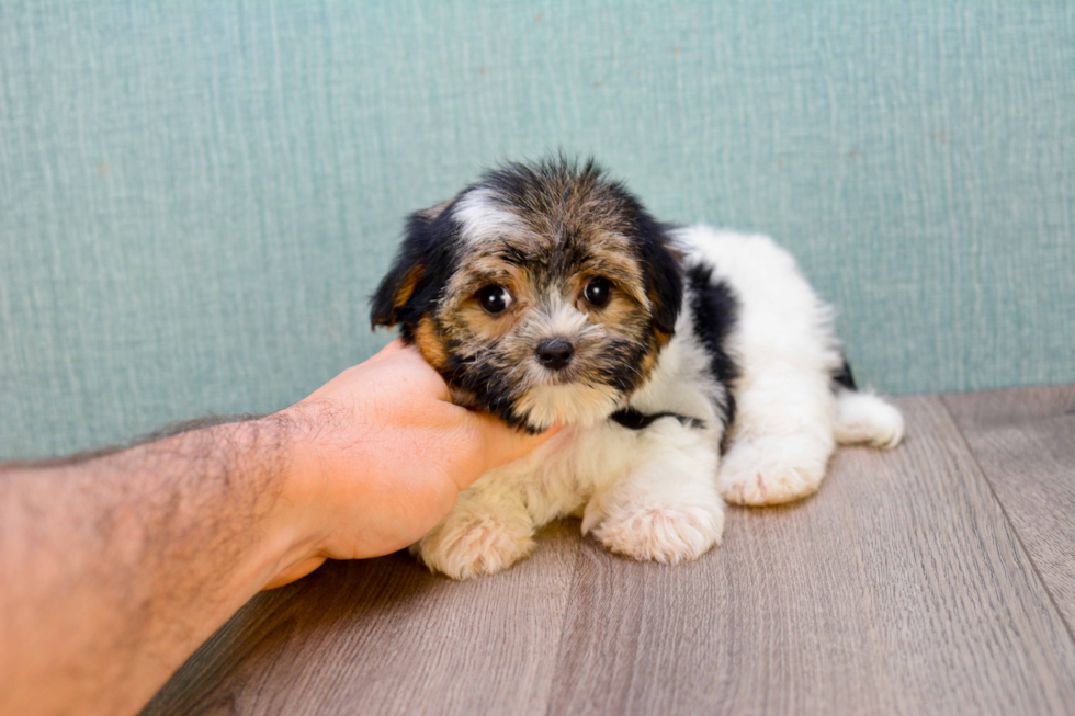 Meet Rihanna - our Yorkshire Terrier Puppy Photo 