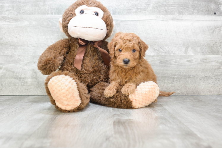 Mini Goldendoodle Pup Being Cute