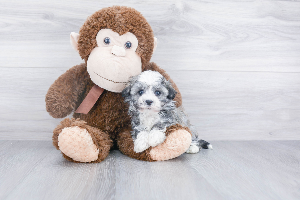 Best Havanese Baby