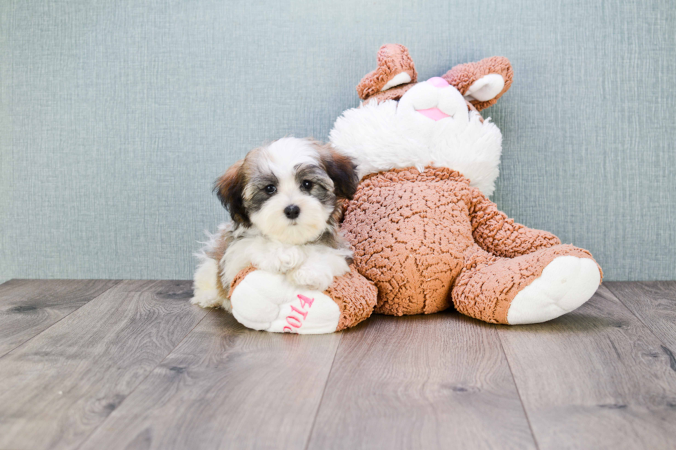 Happy Havanese Purebred Puppy