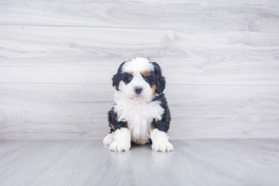 Mini Bernedoodle Pup Being Cute