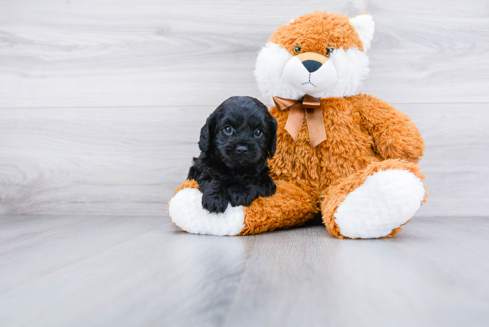 Best Cavapoo Baby