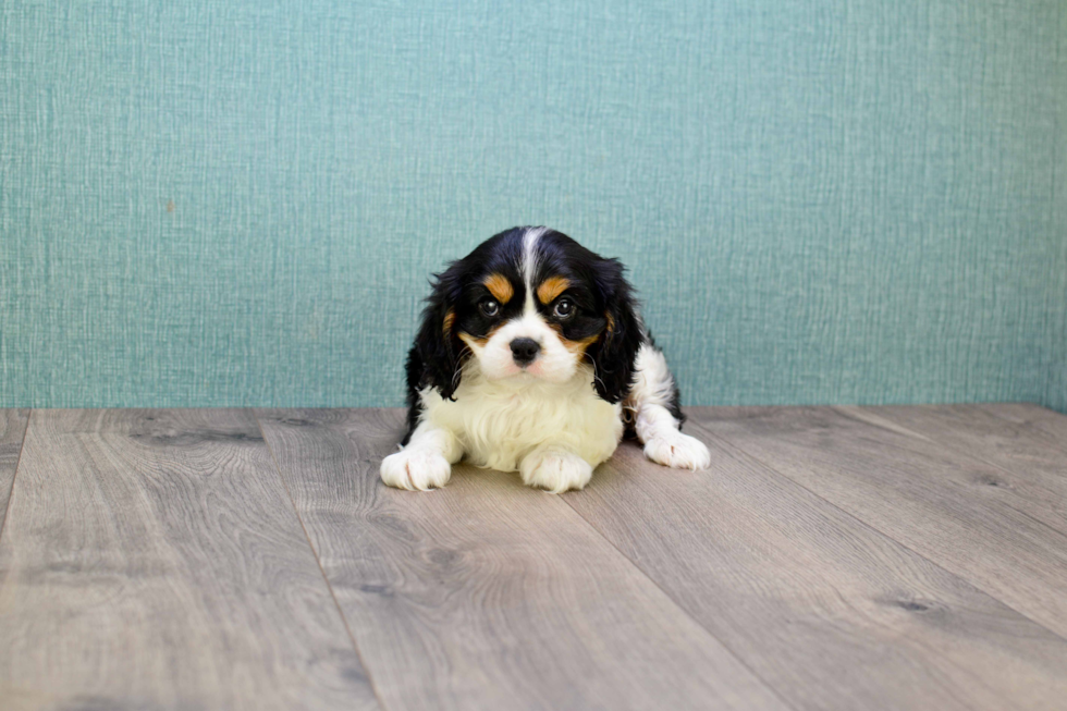 Sweet Cavalier King Charles Spaniel Purebred Puppy