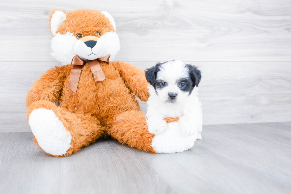 Teddy Bear Pup Being Cute