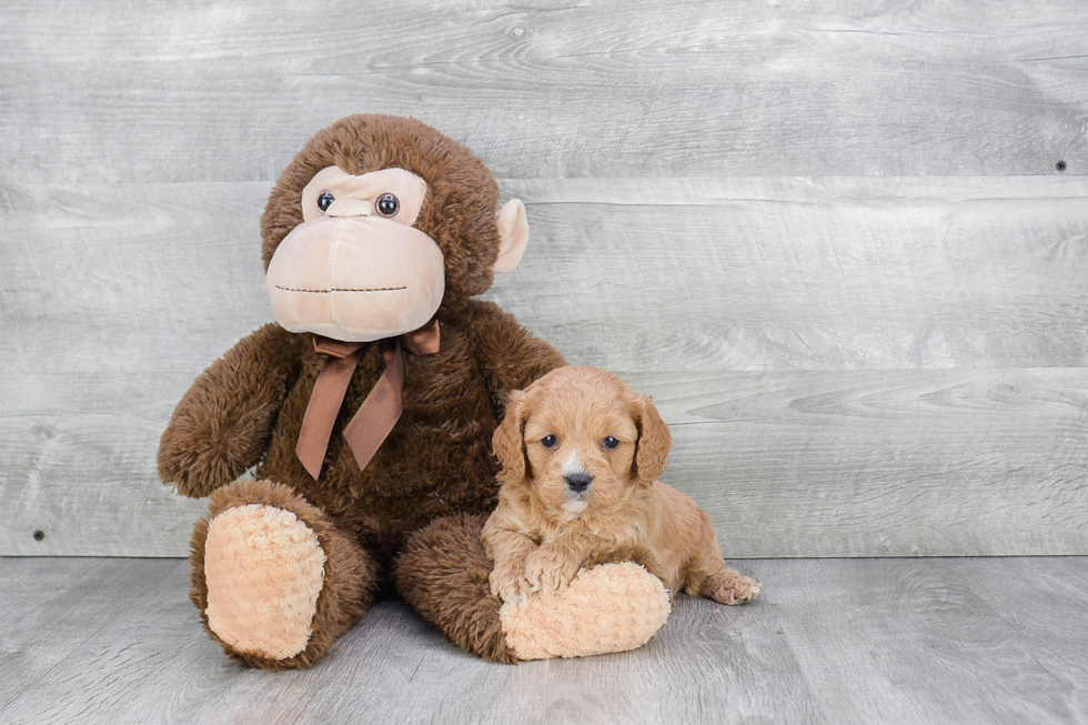 Cavapoo Pup Being Cute