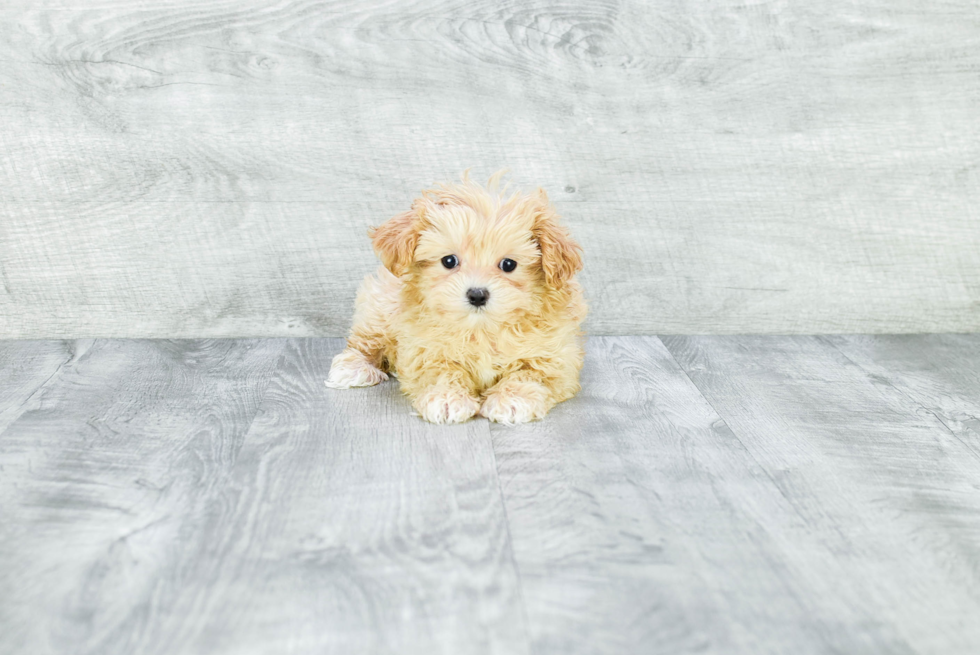 Cute Maltipoo Baby