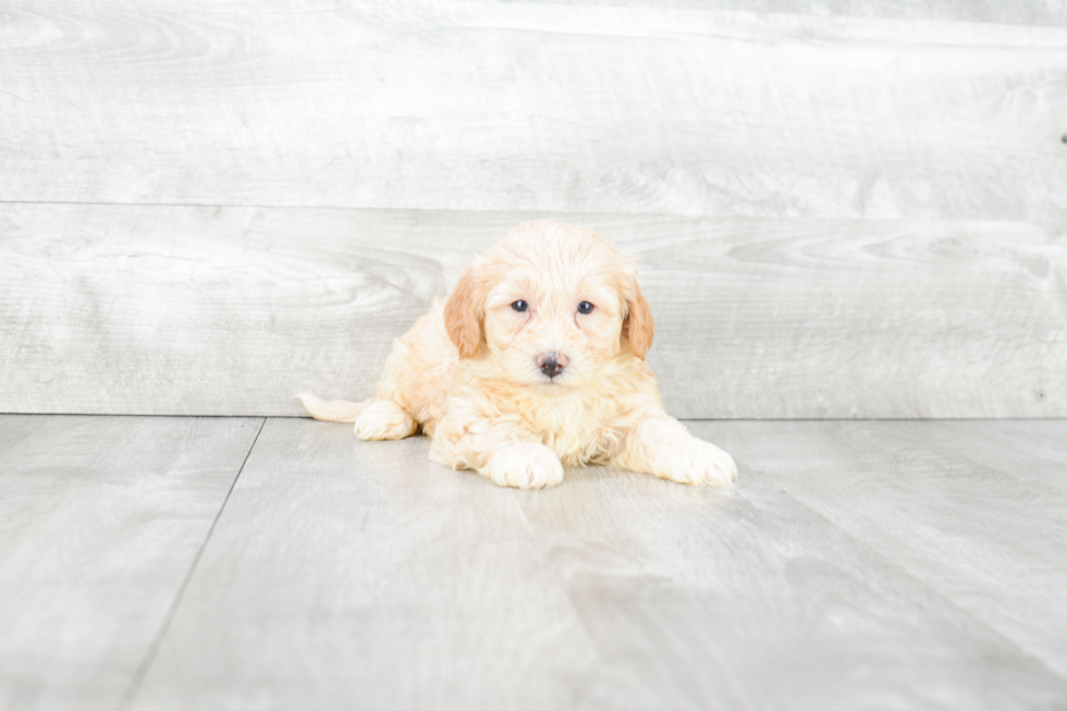 Fluffy Teddy Bear Designer Pup