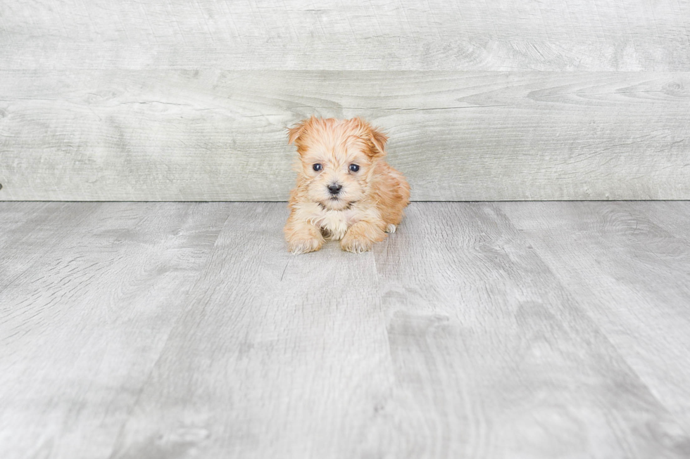 Morkie Pup Being Cute