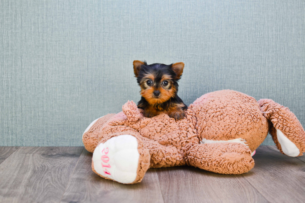 Meet Victoria - our Yorkshire Terrier Puppy Photo 