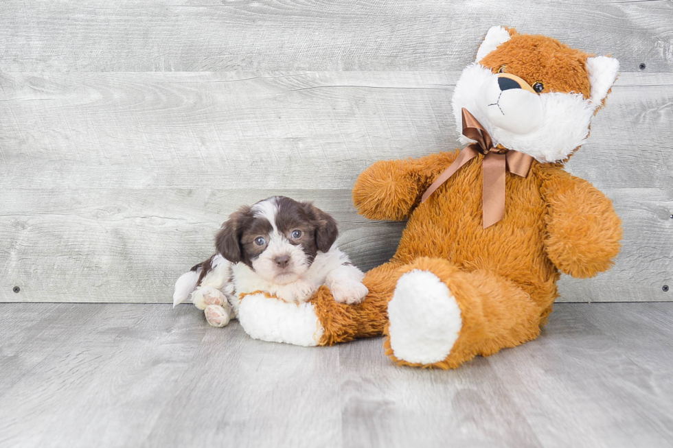 Teddy Bear Pup Being Cute