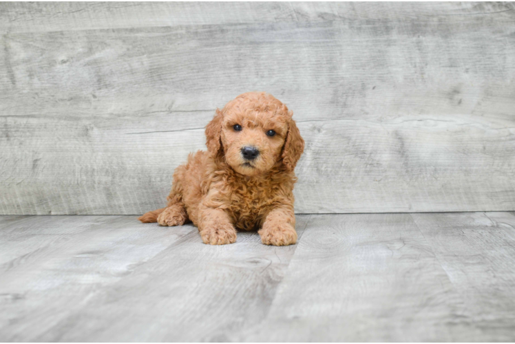 Best Mini Goldendoodle Baby