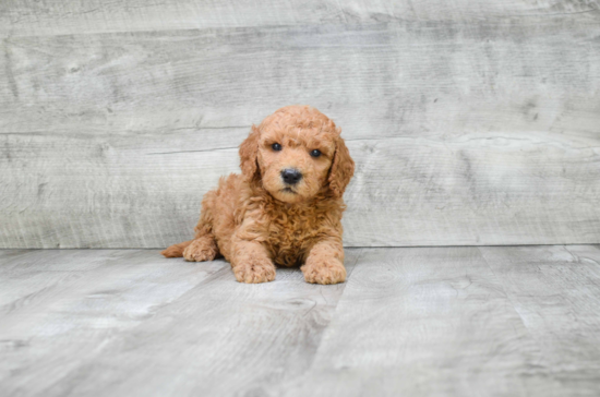 Best Mini Goldendoodle Baby