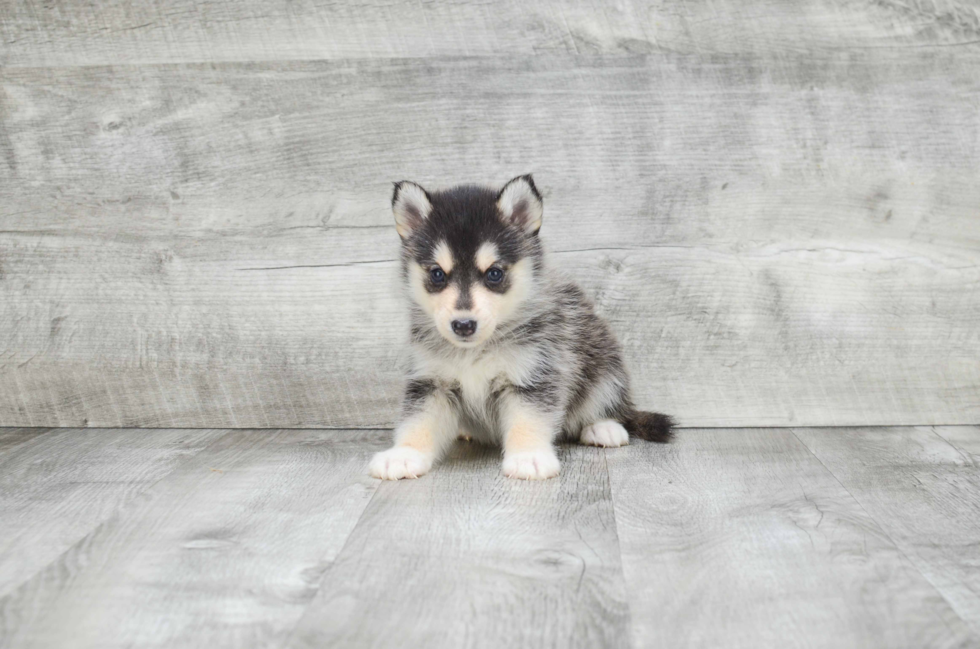 Pomsky Puppy for Adoption