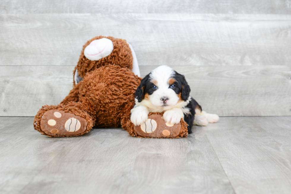 Mini Bernedoodle Pup Being Cute