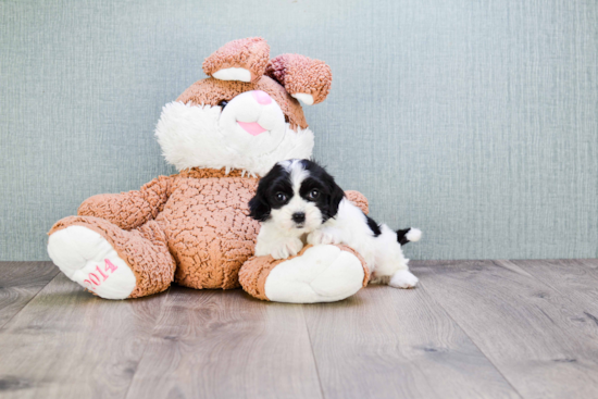 Smart Cavachon Designer Pup