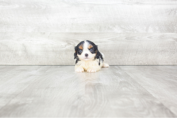 Cavalier King Charles Spaniel Puppy for Adoption