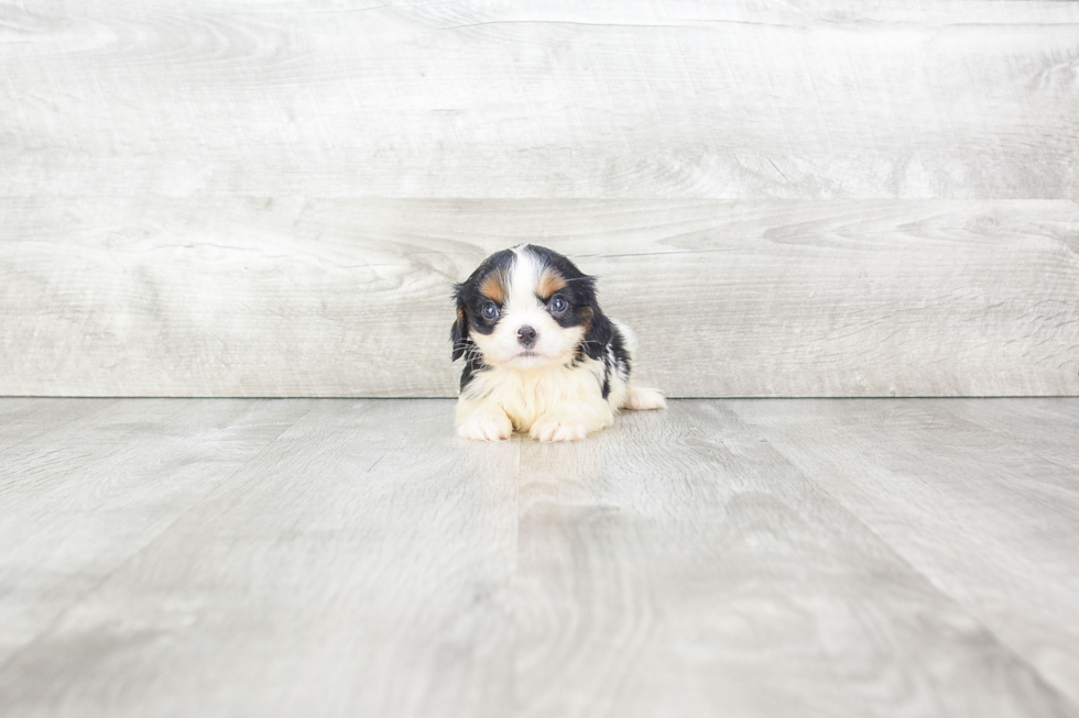 Cavalier King Charles Spaniel Puppy for Adoption