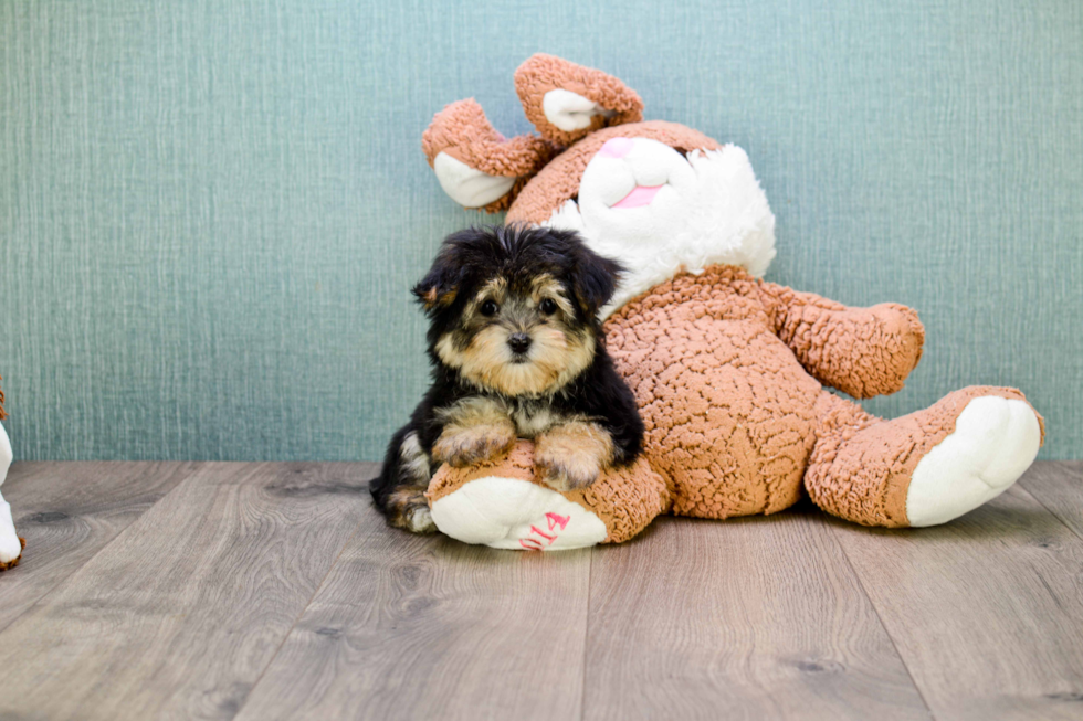 Morkie Pup Being Cute