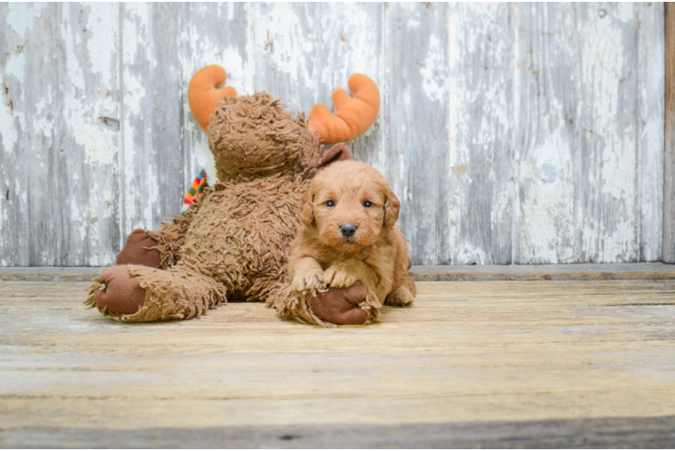 Energetic Golden Retriever Poodle Mix Puppy