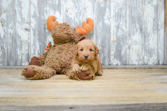 Energetic Golden Retriever Poodle Mix Puppy