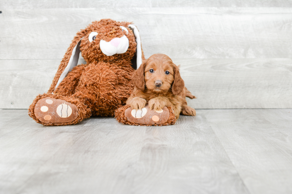 Smart Mini Goldendoodle Poodle Mix Pup