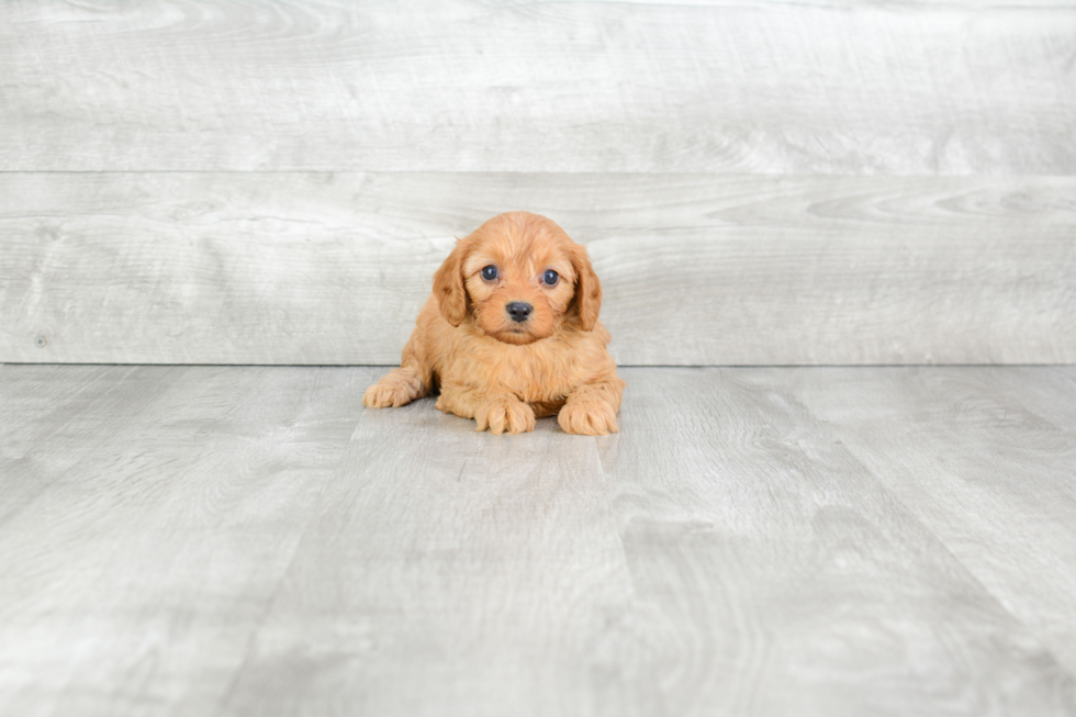 Cavapoo Puppy for Adoption