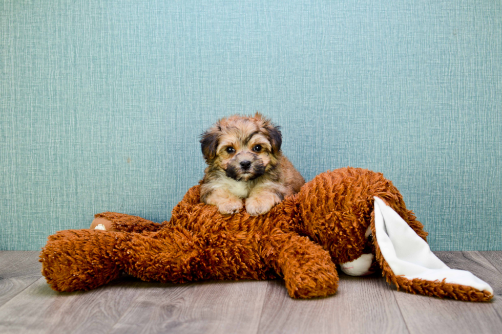 Meet Jackson - our Morkie Puppy Photo 