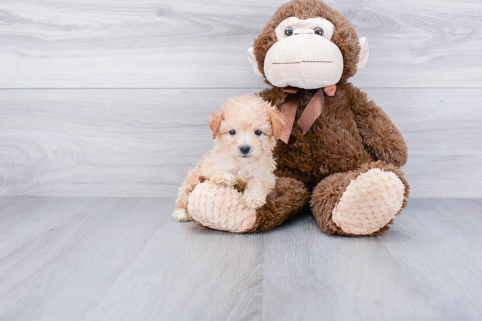 Maltipoo Puppy for Adoption