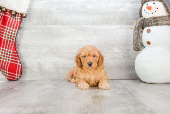 Mini Goldendoodle Puppy for Adoption