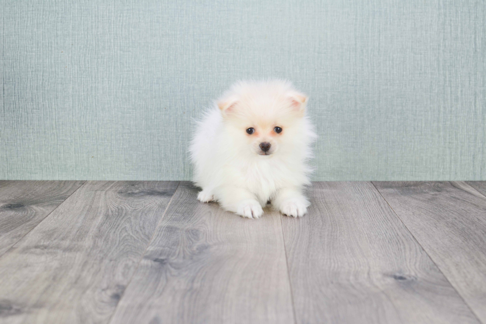 Best Pomeranian Baby