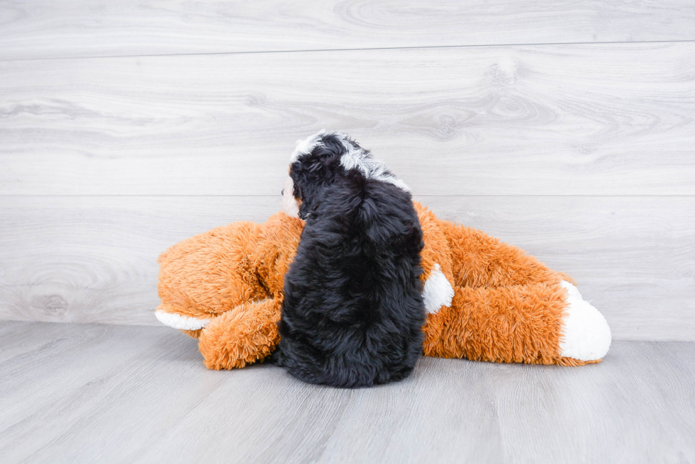 Best Mini Bernedoodle Baby