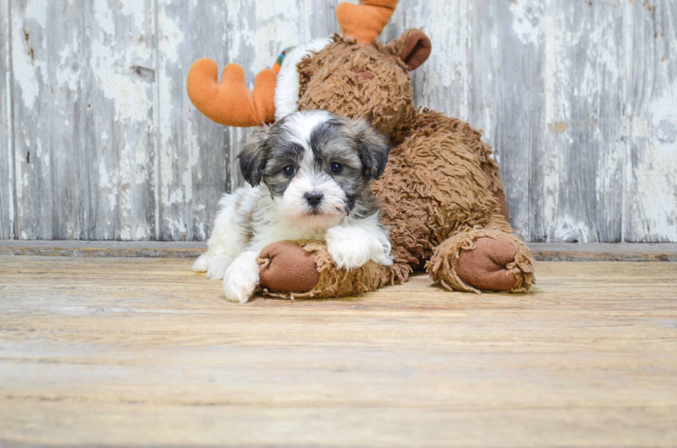 Fluffy Teddy Bear Designer Pup