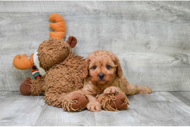 Cavapoo Puppy for Adoption