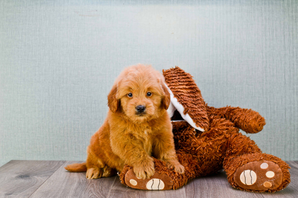 Mini Goldendoodle Puppy for Adoption