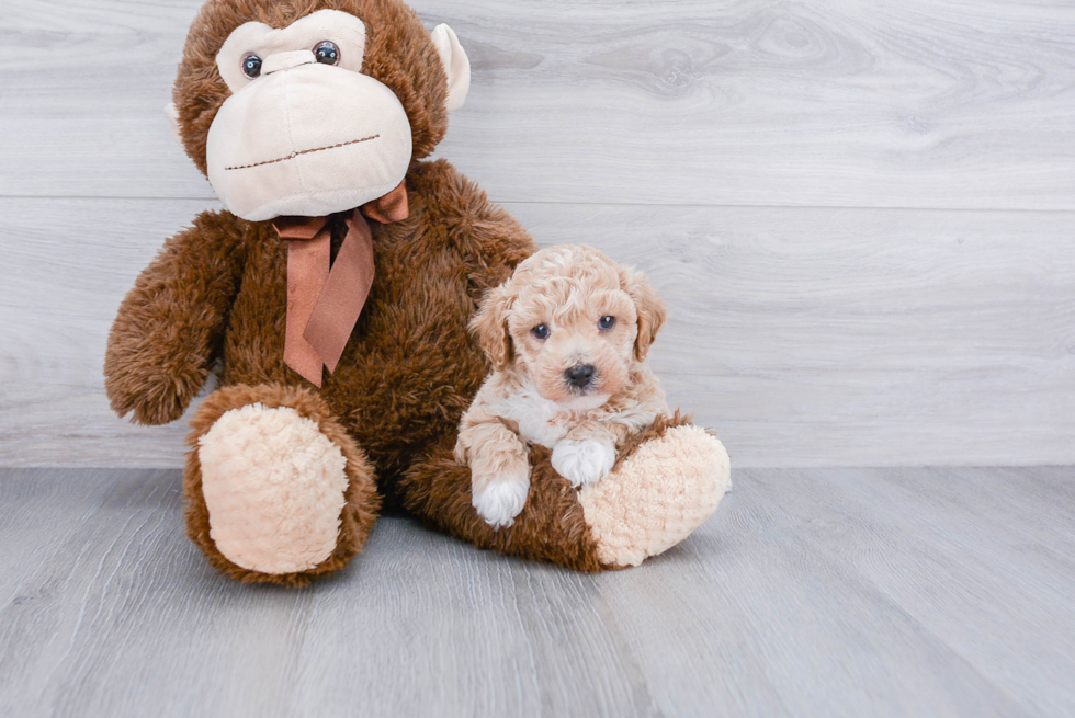 Petite Maltipoo Poodle Mix Pup