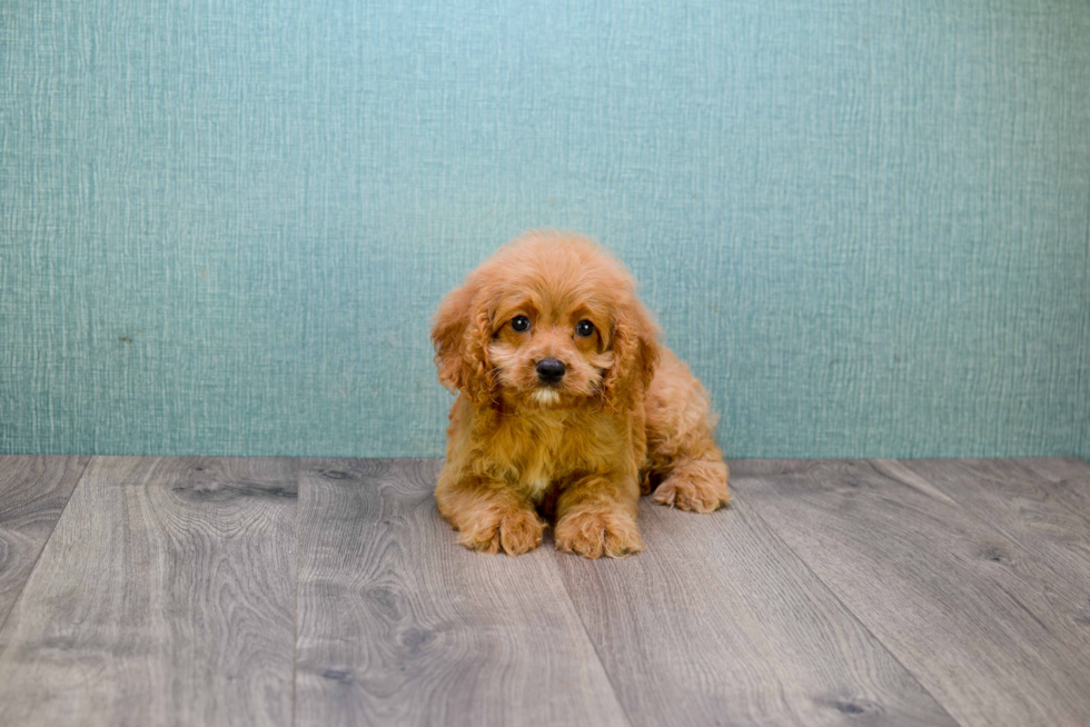 Cavapoo Pup Being Cute